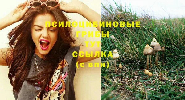 сатива Новокубанск